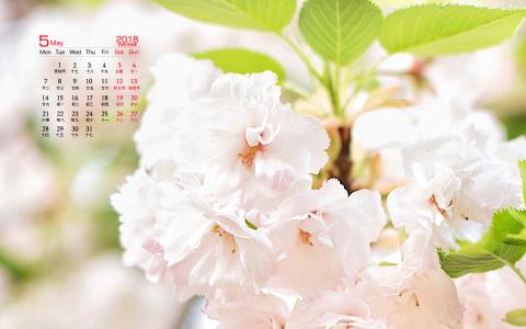 2018年5月樱花唯美日历图片桌面壁纸第6张