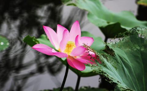 荷花摄影高清电脑桌面壁纸图片第3张