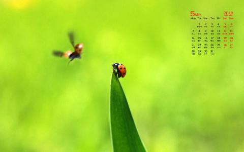 2017年5月清新绿色护眼植物瓢虫日历壁纸第0张