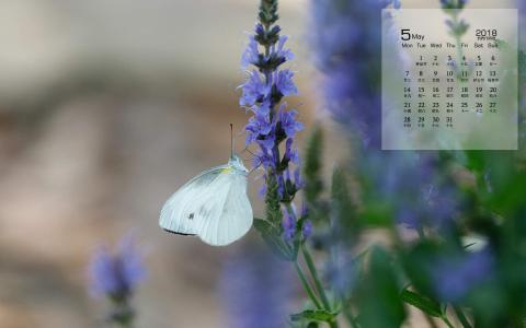 2017年5月清新绿色护眼植物瓢虫日历壁纸第2张