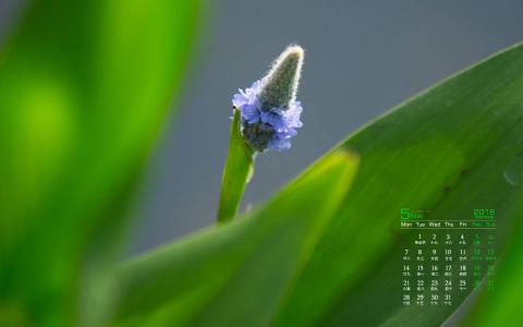 2017年5月清新绿色护眼植物瓢虫日历壁纸第5张