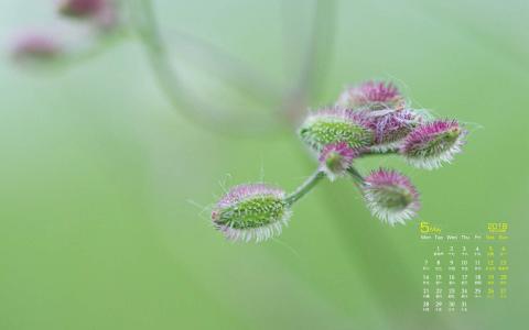 2017年5月清新绿色护眼植物瓢虫日历壁纸第6张