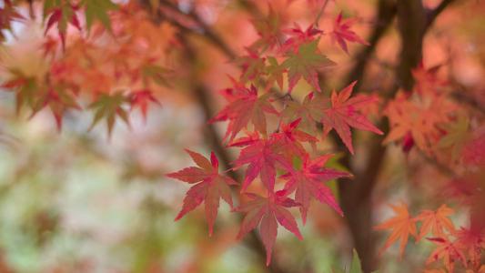 枫叶唯美摄影高清图片桌面壁纸第6张