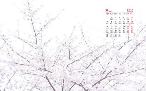 樱花图片图片 _ 第(3)张