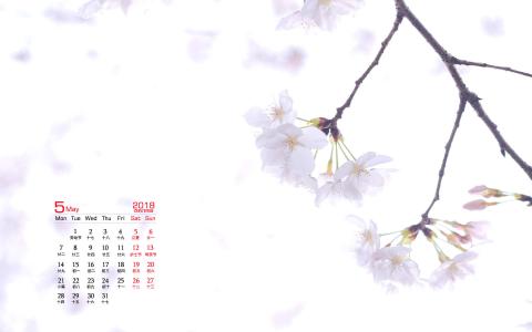 樱花图片图片 _ 第(9)张