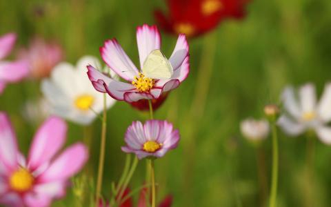 格桑花第6张