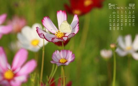 格桑花第5张