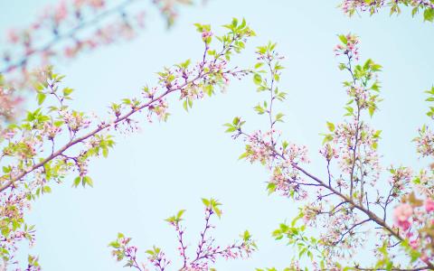 樱花图片图片 _ 第(6)张