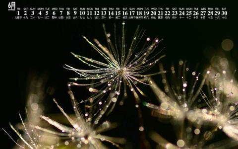 2017年3月清新自然唯美的蒲公英日历壁纸第5张