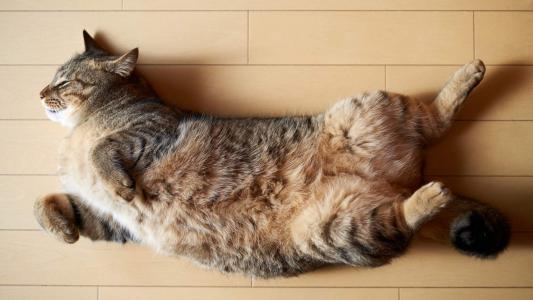 90后性感小猫咪写真第1张