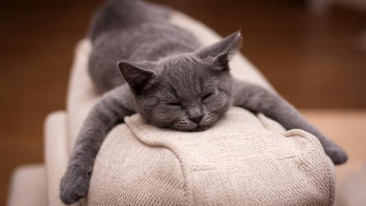 90后性感小猫咪写真第4张