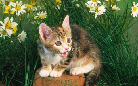 超可爱小猫图片高清手机壁纸第0张