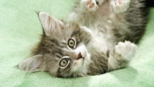 超可爱小猫图片高清手机壁纸第3张