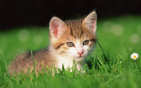 超可爱小猫图片高清手机壁纸第6张