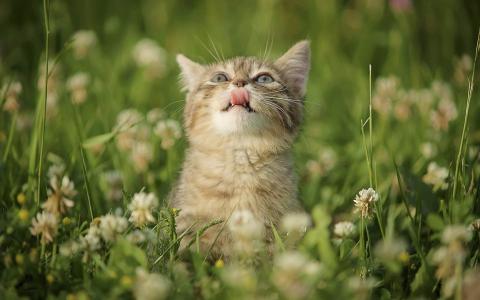 小猫图片 _ 第(8)张