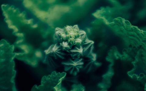 绿色嫩芽微距摄影图片电脑桌面壁纸第5张