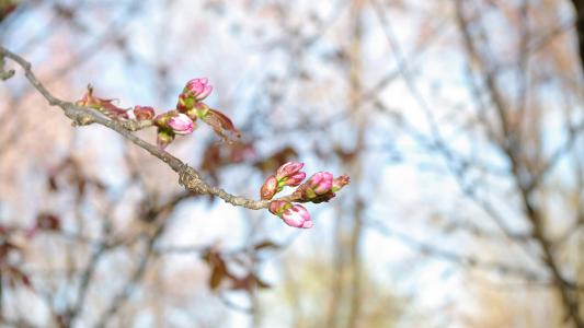 超清粉色樱花唯美高清桌面壁纸第2张