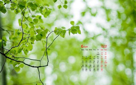 可爱的小雏菊小清新桌面壁纸第5张