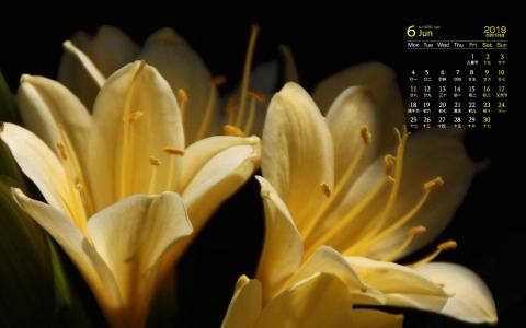 君子兰图片 _ 第(6)张