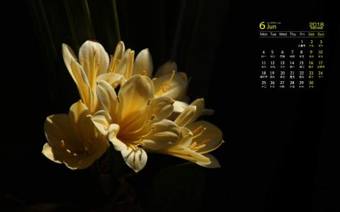 君子兰图片 _ 第(8)张