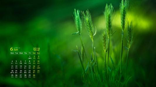 可爱的小雏菊小清新桌面壁纸第5张