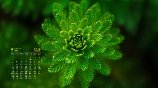 可爱的小雏菊小清新桌面壁纸第3张