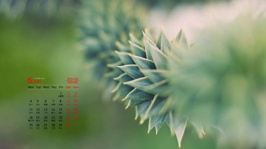 可爱的小雏菊小清新桌面壁纸第5张