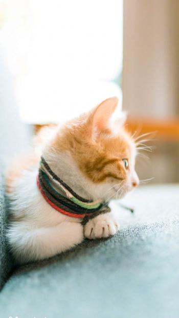 90后性感小猫咪写真第0张