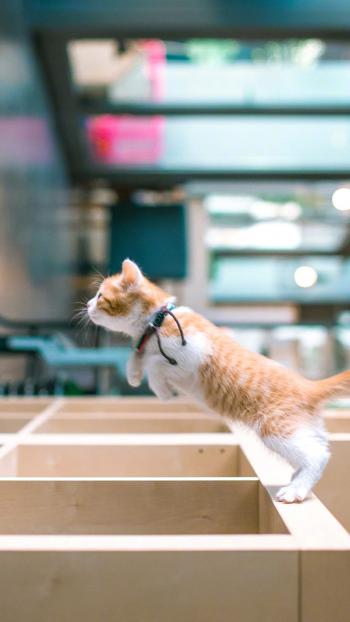 90后性感小猫咪写真第1张