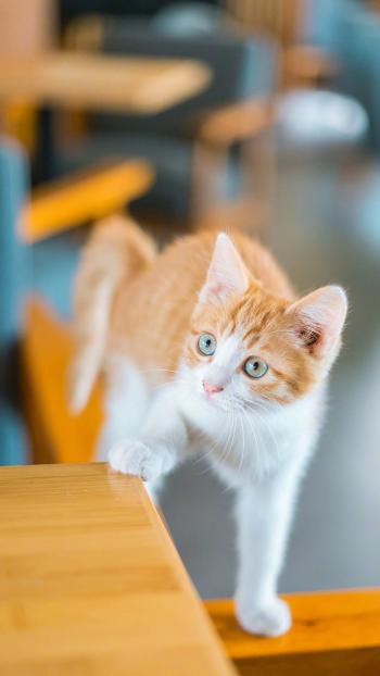 90后性感小猫咪写真第2张