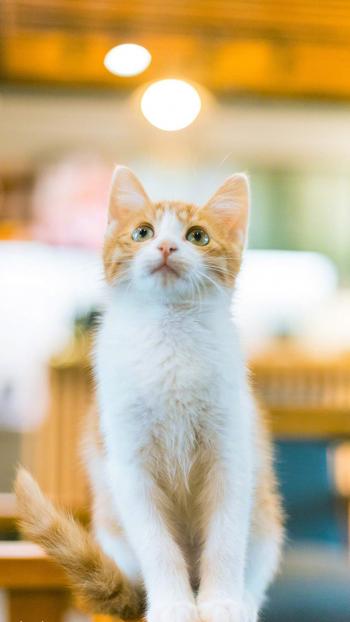 90后性感小猫咪写真第5张