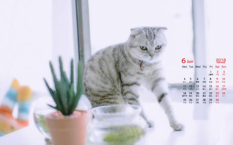哺乳动物狐獴图片高清桌面壁纸第0张