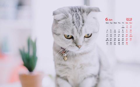哺乳动物狐獴图片高清桌面壁纸第6张