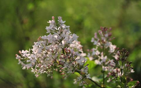 高清清新淡雅丁香花高清图片电脑壁纸第6张