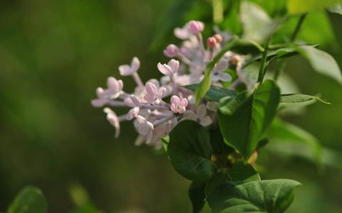 丁香花图片 _ 第(9)张