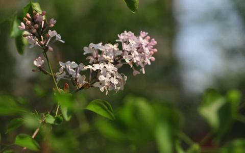 丁香花图片 _ 第(10)张