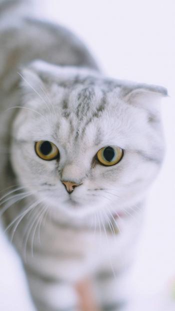 小猫图片 _ 第(1)张