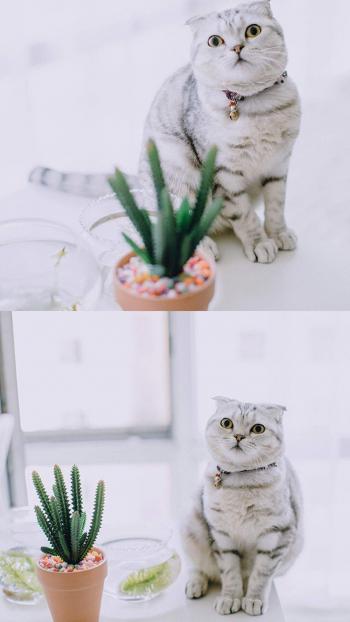 小猫图片 _ 第(3)张