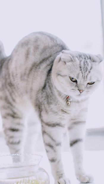 小猫图片 _ 第(4)张