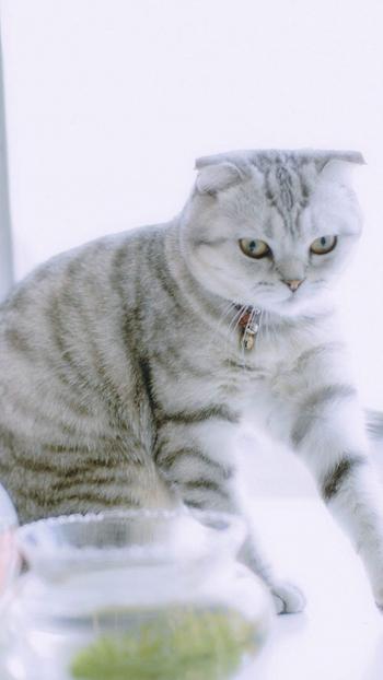 小猫图片 _ 第(5)张