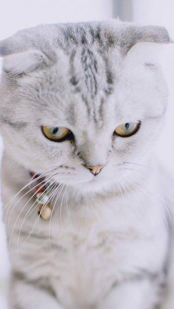 小猫图片 _ 第(7)张