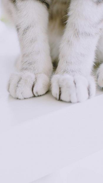 小猫图片 _ 第(8)张