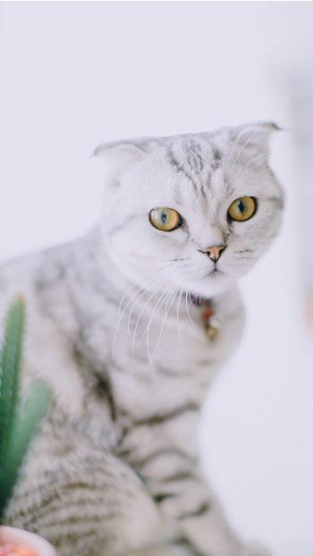 小猫图片 _ 第(9)张