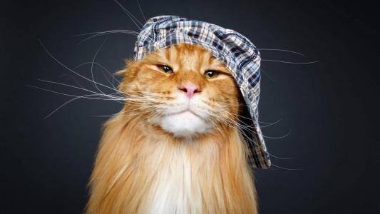 熊猫异形鱼图片 观赏鱼图片第2张