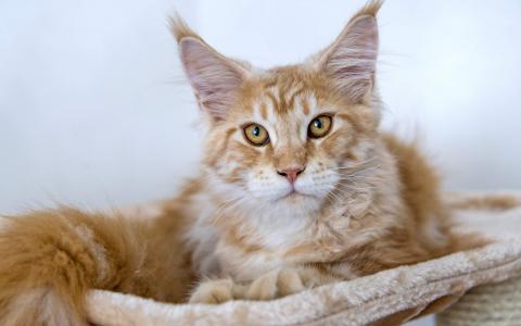 熊猫异形鱼图片 观赏鱼图片第3张
