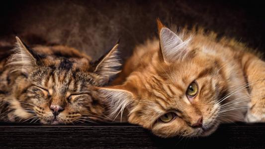 熊猫异形鱼图片 观赏鱼图片第4张