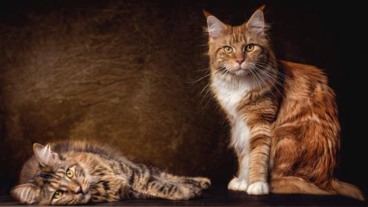熊猫异形鱼图片 观赏鱼图片第5张