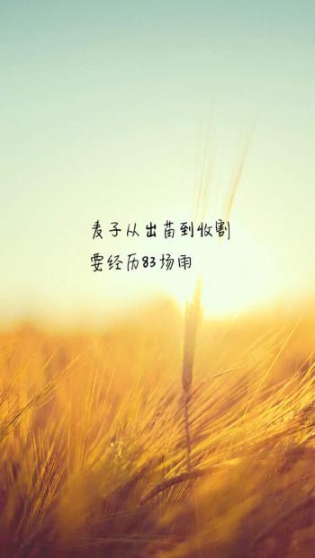 清新暖心情话文艺范手机壁纸第6张