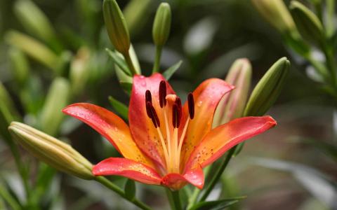 百合花图片 _ 第(3)张