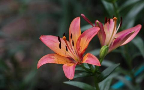 百合花图片 _ 第(7)张